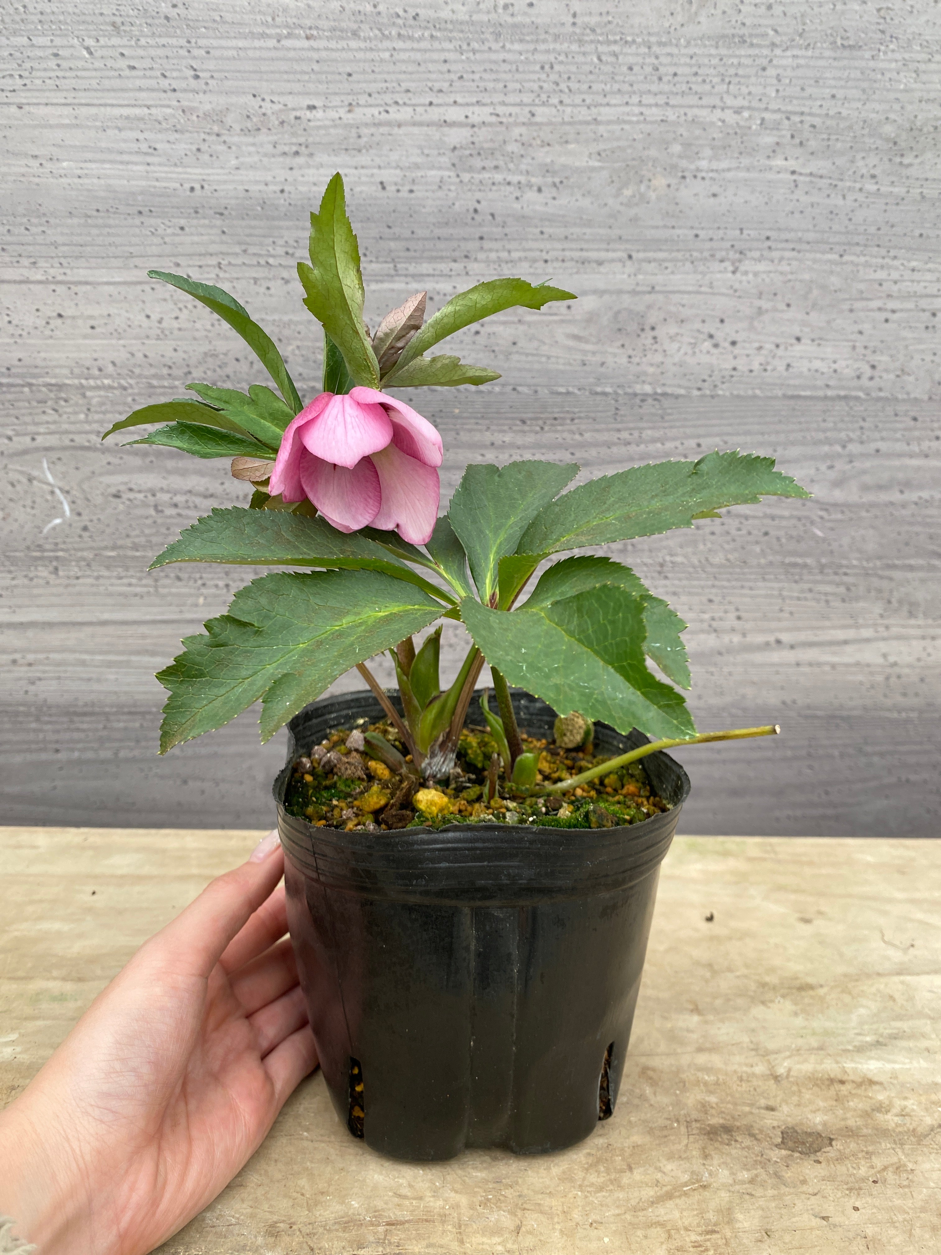 Pickup 全ての商品 – 植物家族