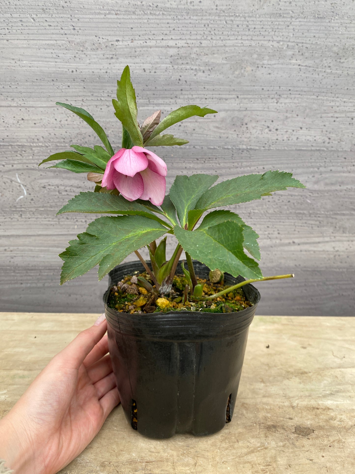 No.05076　横山園芸★クリスマスローズ　シングル咲き　5号苗ポット