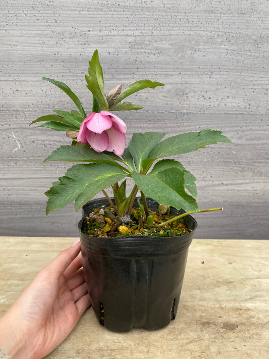 No.05076　横山園芸★クリスマスローズ　シングル咲き　5号苗ポット