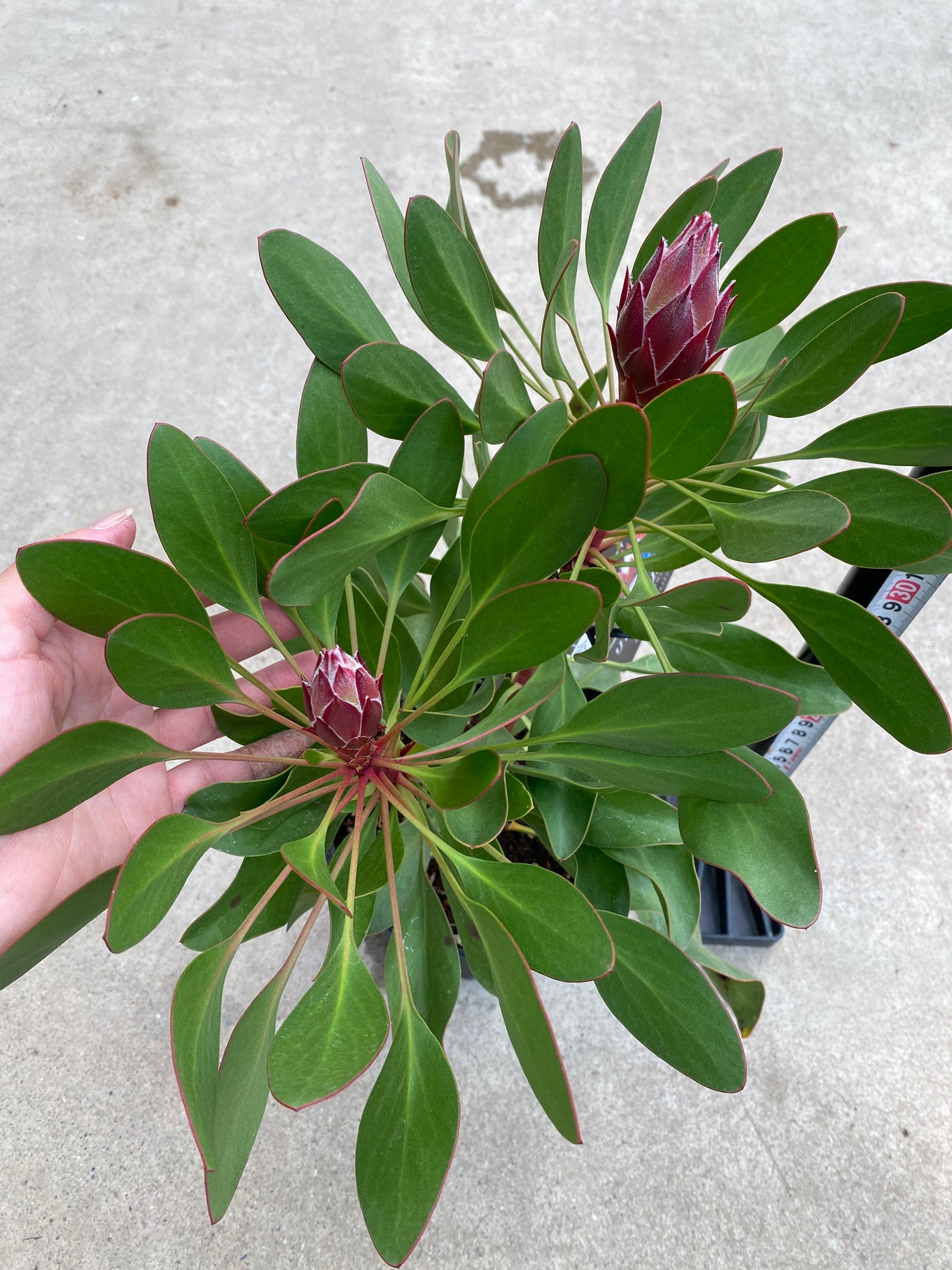 No.28032　キングプロテア　リトルプリンス　5号鉢