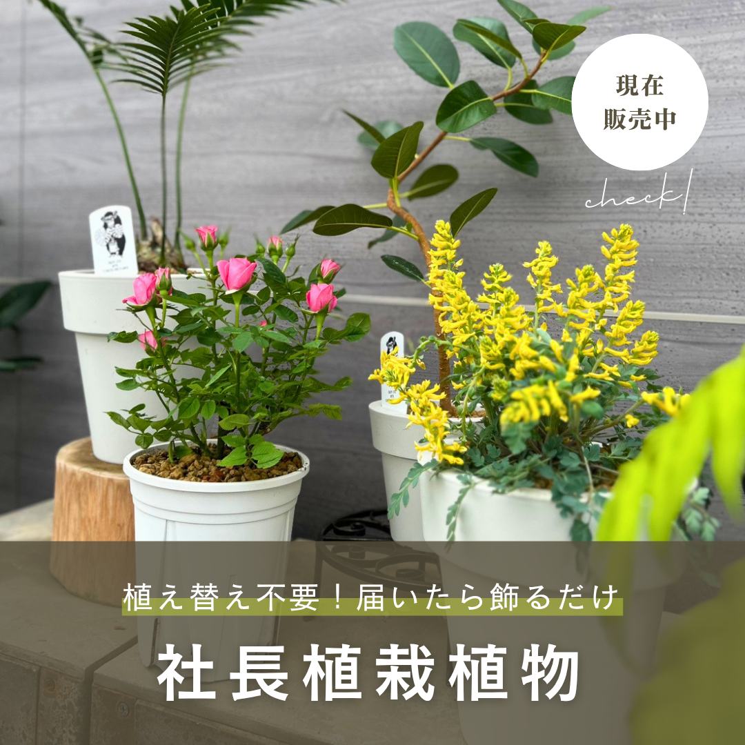 植替え不要！置くだけでオシャレ空間！社長植栽シリーズ