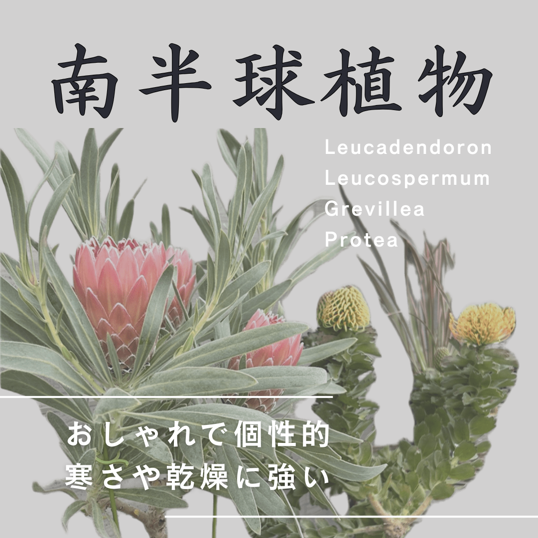 お値打ち価格にて販売中★乾燥に強いオージープランツ【南半球植物】