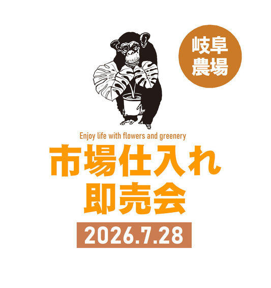 No.28001　プロテア　スザーラ　５号鉢