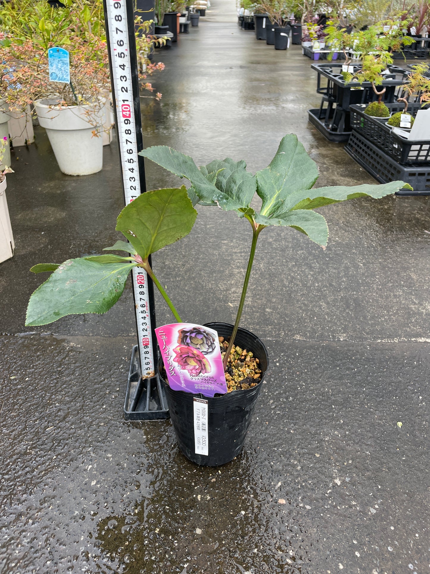 M41　クリスマスローズ　バイカラー八重　4.5号苗ポット