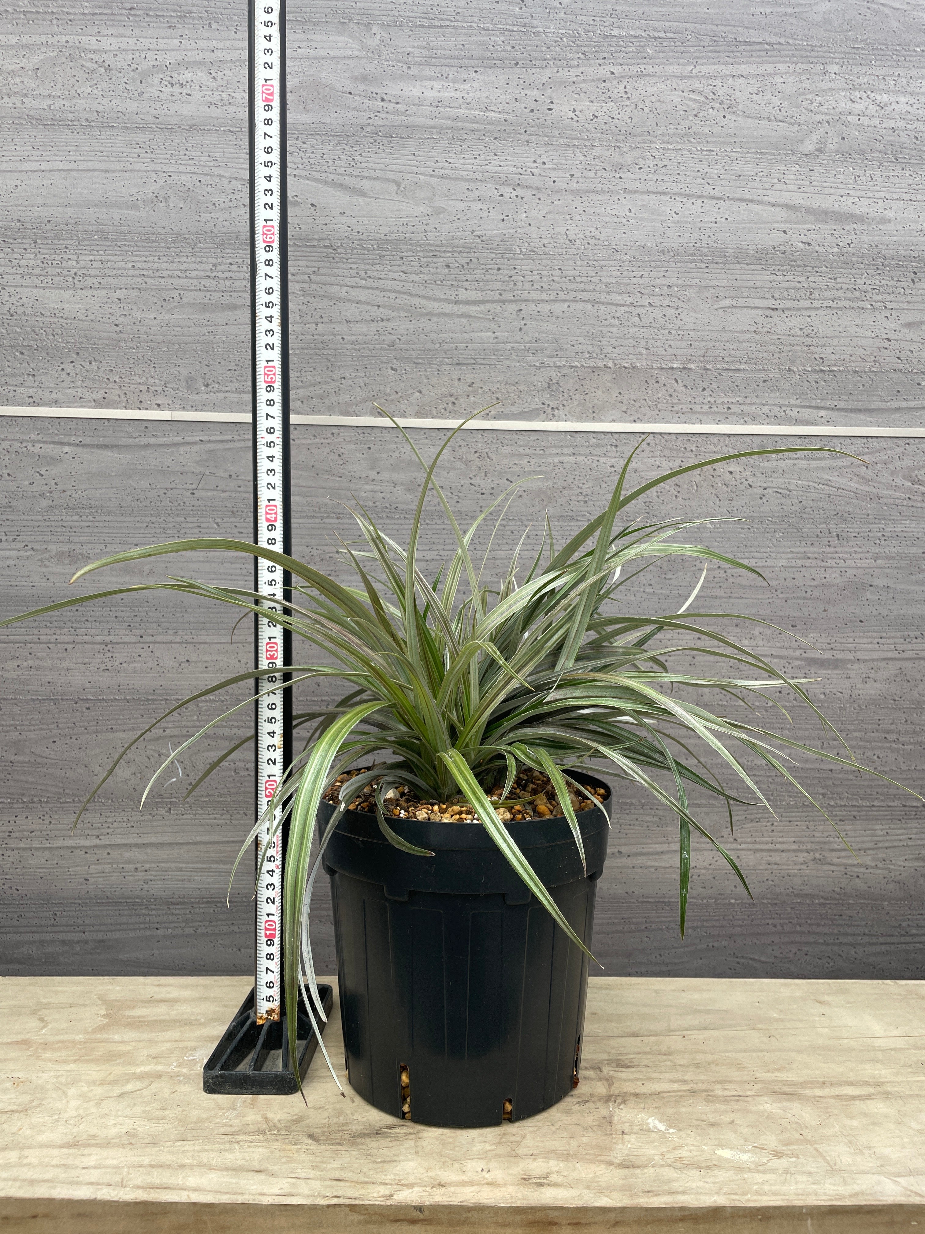 Pickup 全ての商品 – 植物家族