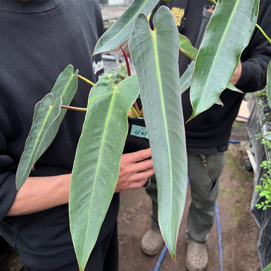 URBAN JUNGLE特集★U21　フィロデンドロン　スピリタスサンクティー　3.5号鉢