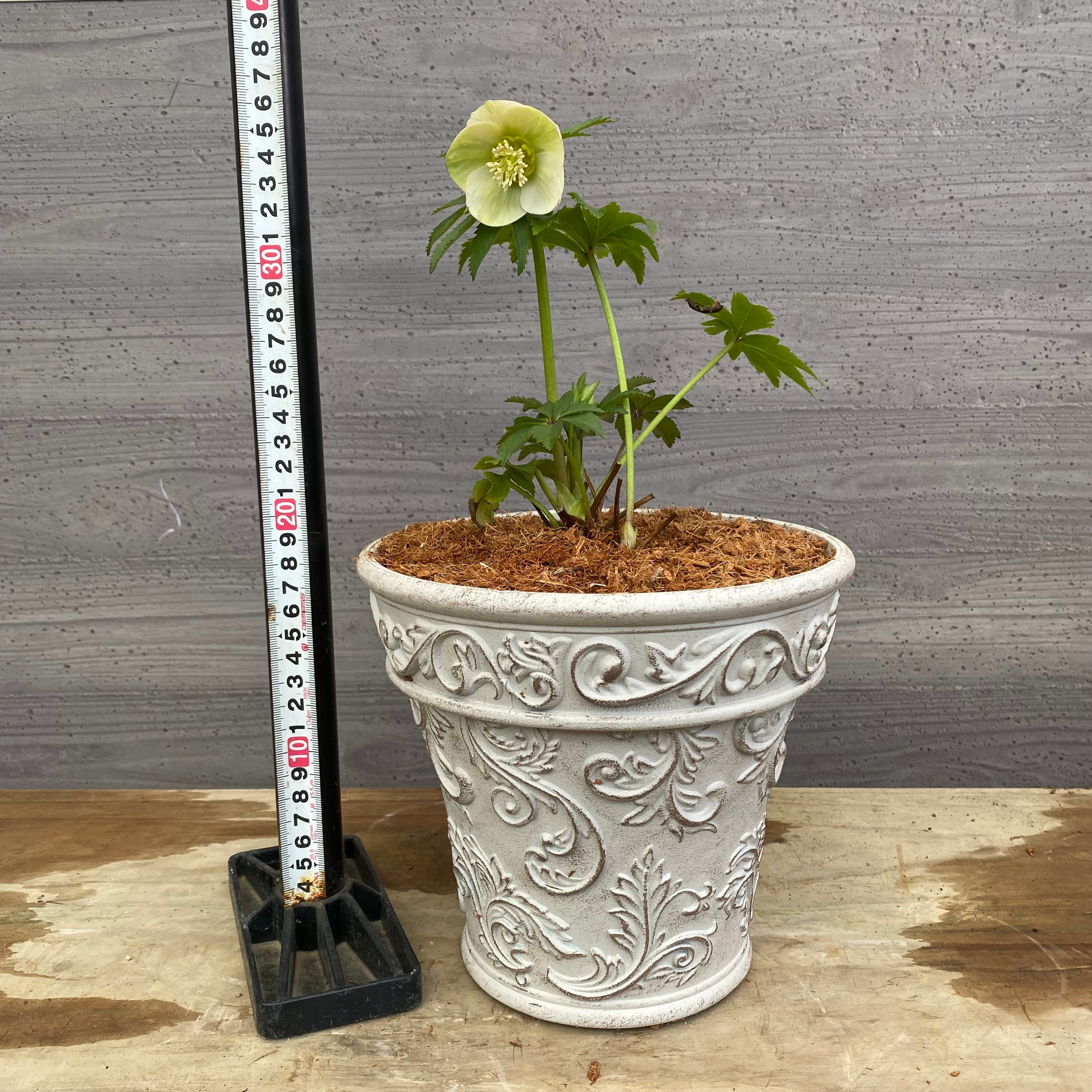 Pickup 全ての商品 – 植物家族