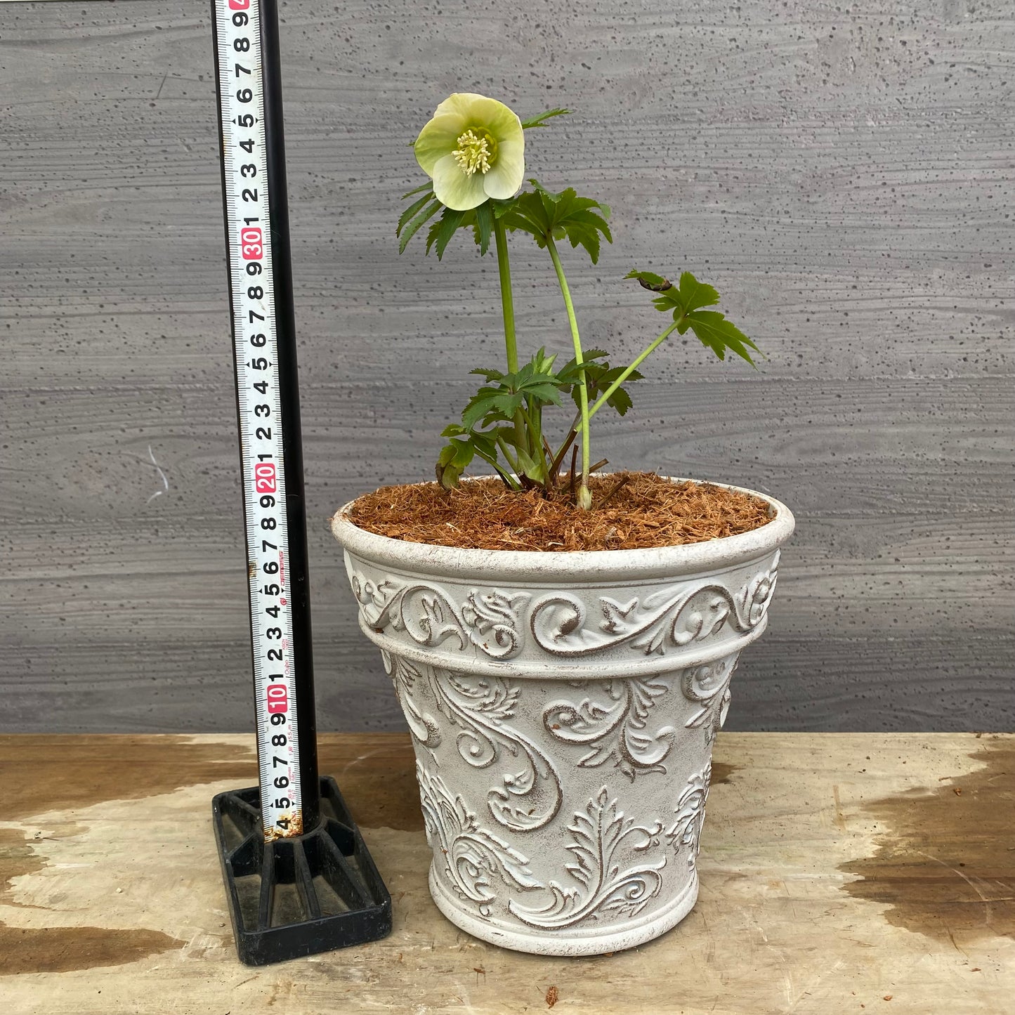 No.12011　クリスマスローズ　ホワイトゴールドプラ鉢