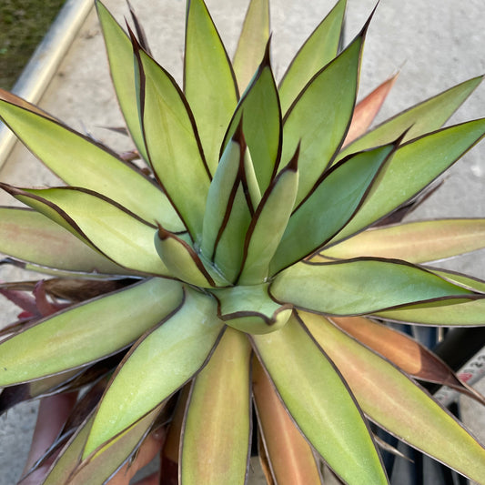 農場創業祭 No.18223　アガベ