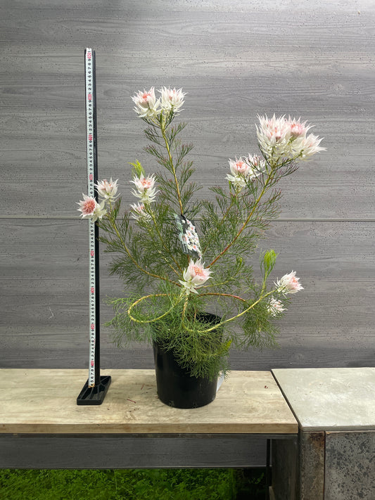 No.10006　セルリア　フロリダ　スパーブブラッシュ　7号鉢