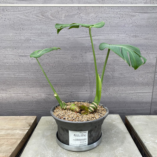 モンステラ　SMOKED PLANTER