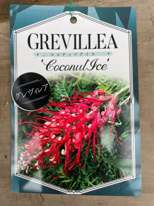 M69　グレビレア　ココナッツアイス　5号苗ポット
