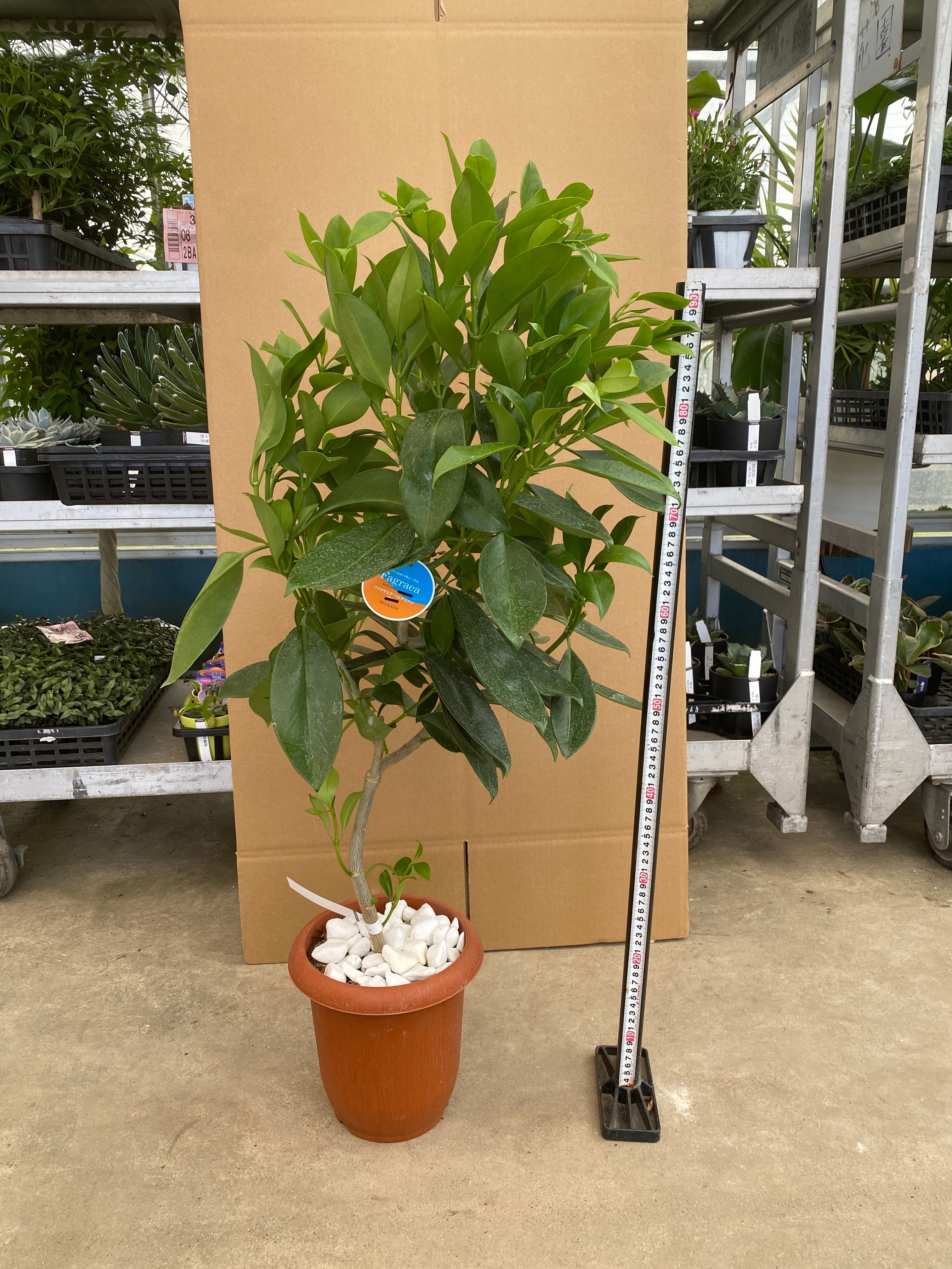その他観葉植物 BEBE Amazon.co.jp: 一年中楽しめる観葉植物 【ヘデラ・アイビー