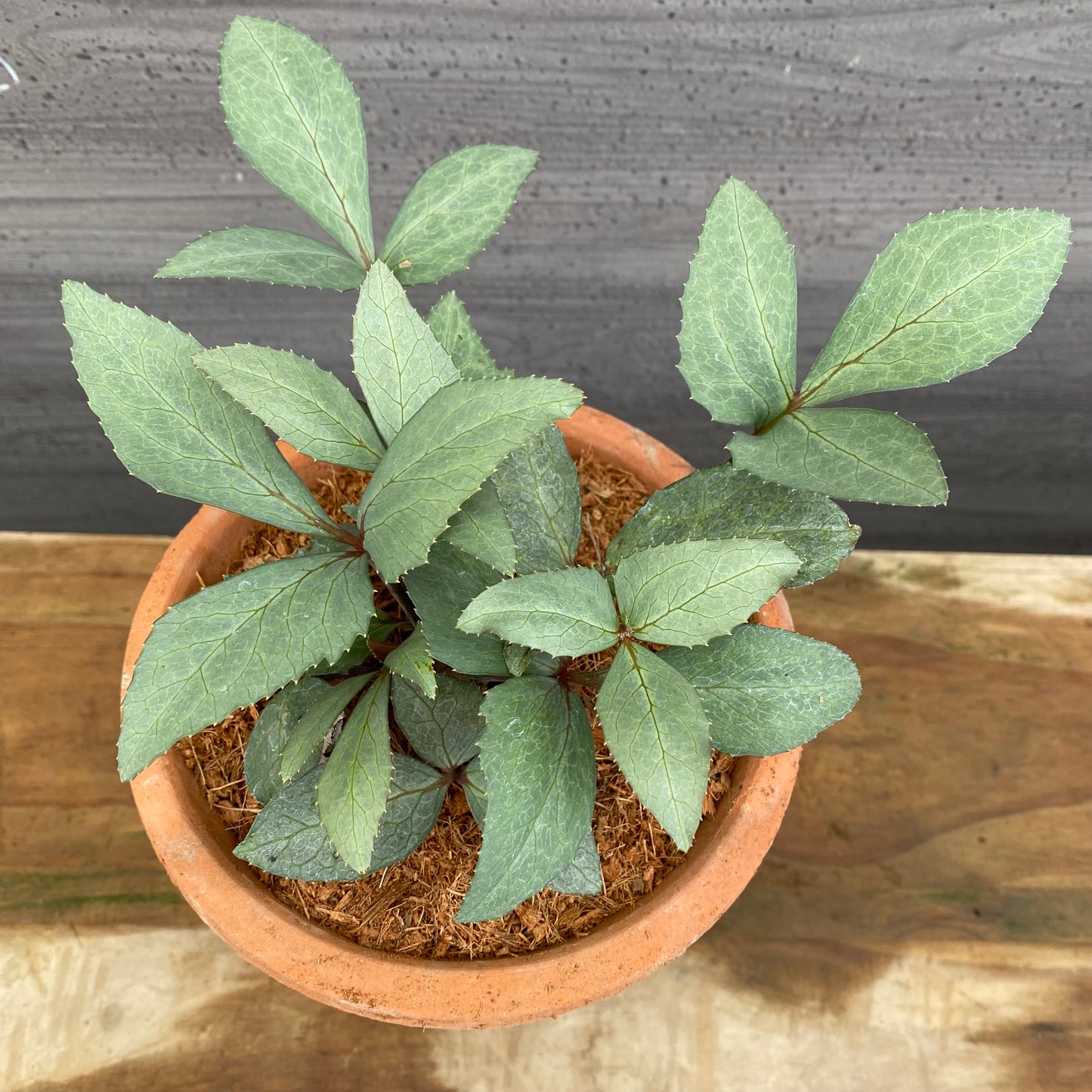 クリスマスローズ　リヴィダススレーティリーフ　キューガーデンポットレッド