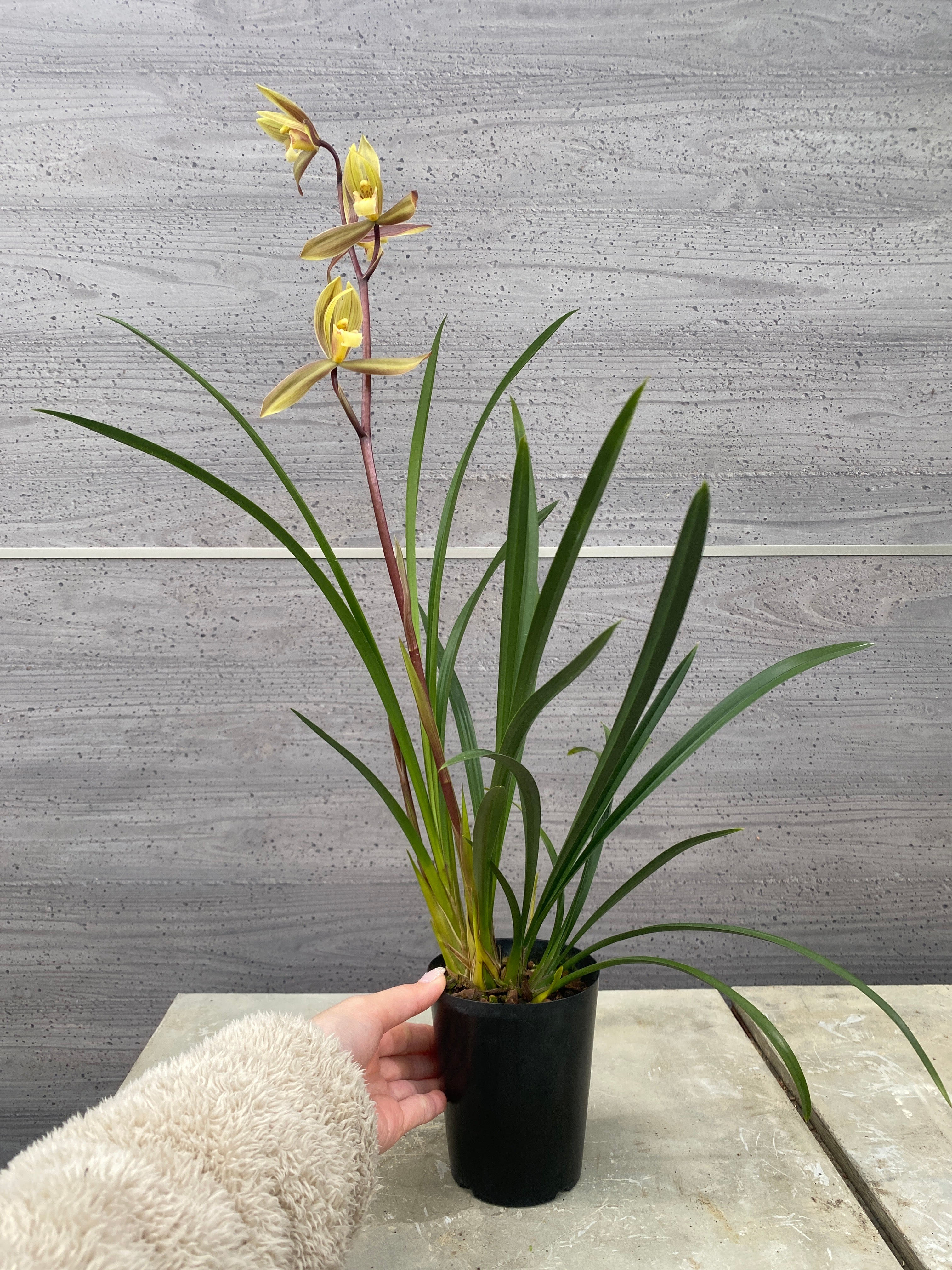 ⚠️花苗状態ご確認を⚠️プロフ確認さま専用 植物家族