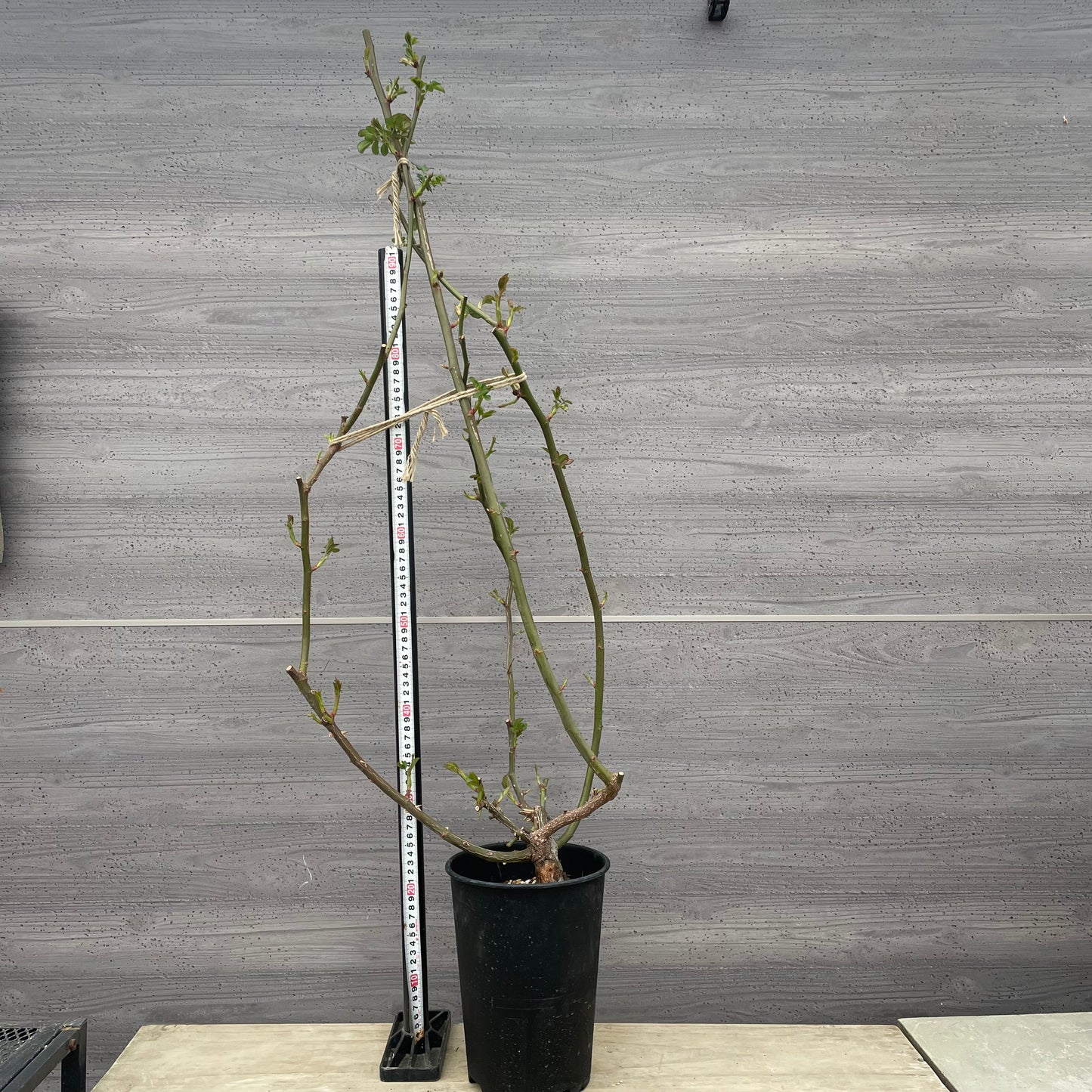 ローズなかしま★ツルバラ　コーネリア　（ほぼトゲなし）6号鉢