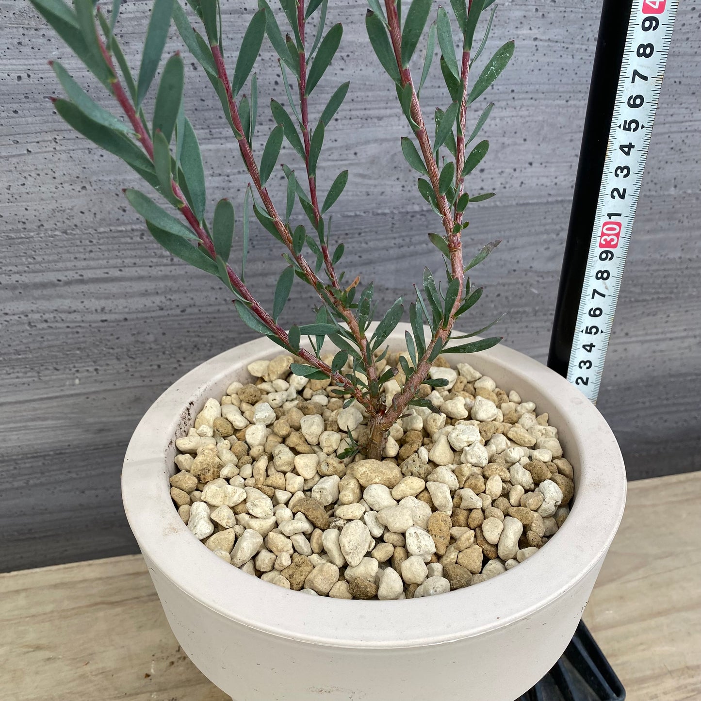 リュウカデンドロン　レッドデビル　オリジナルポット