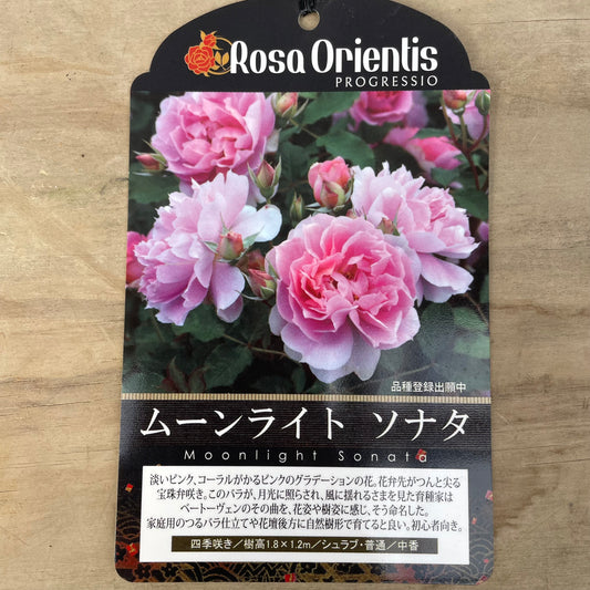 薔薇　ムーンライト　ソナタ　7号おすすめ白ポット　PROGRESSIO