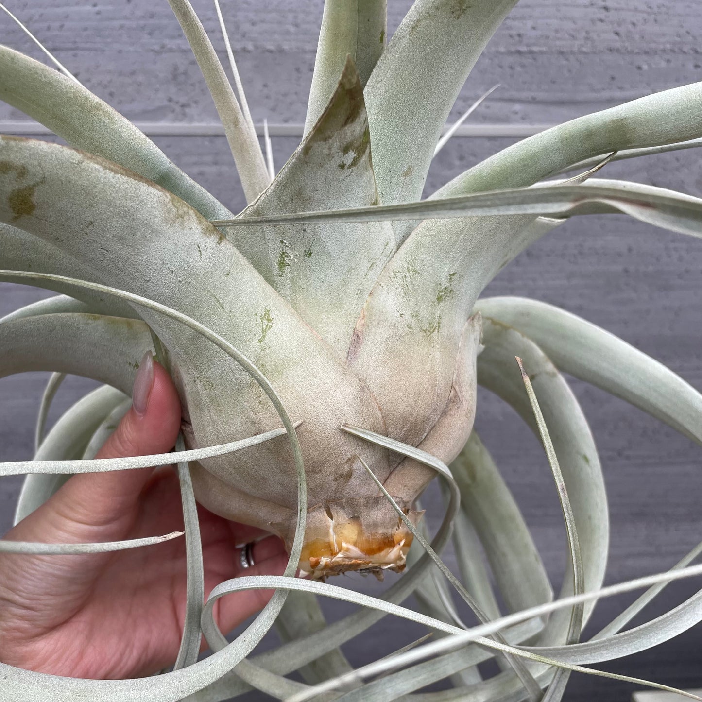 No.27004　ティランジア　キセログラフィカ