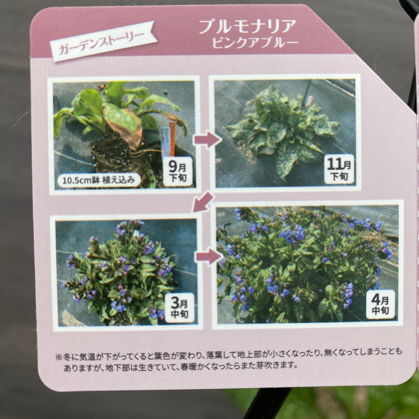 プルモナリア　ピンクブルー　6号スリット鉢/オリジナル色