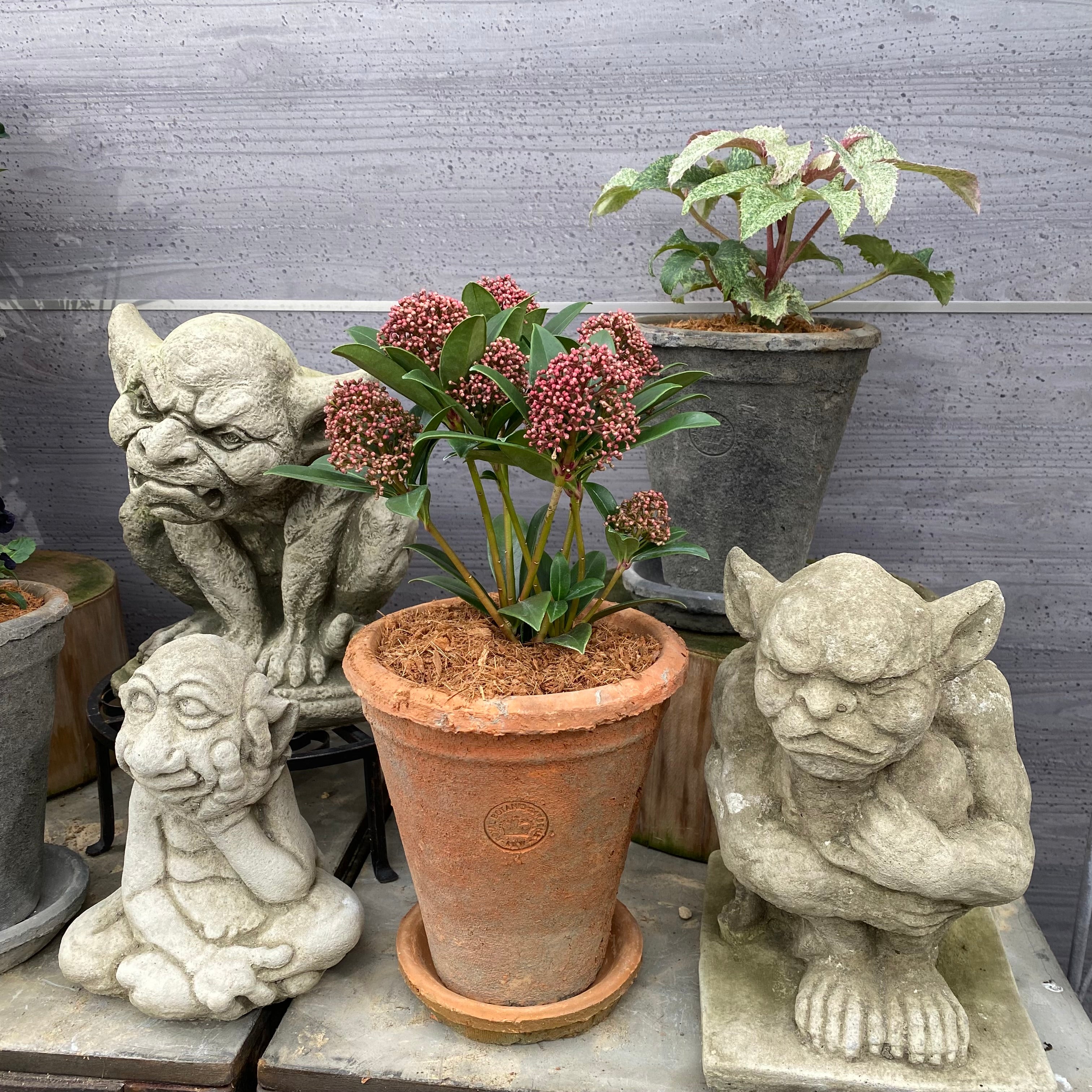 ランカ キューポット グレー S ROYAL BOTANIC GARDENS-KEW- – 植物家族