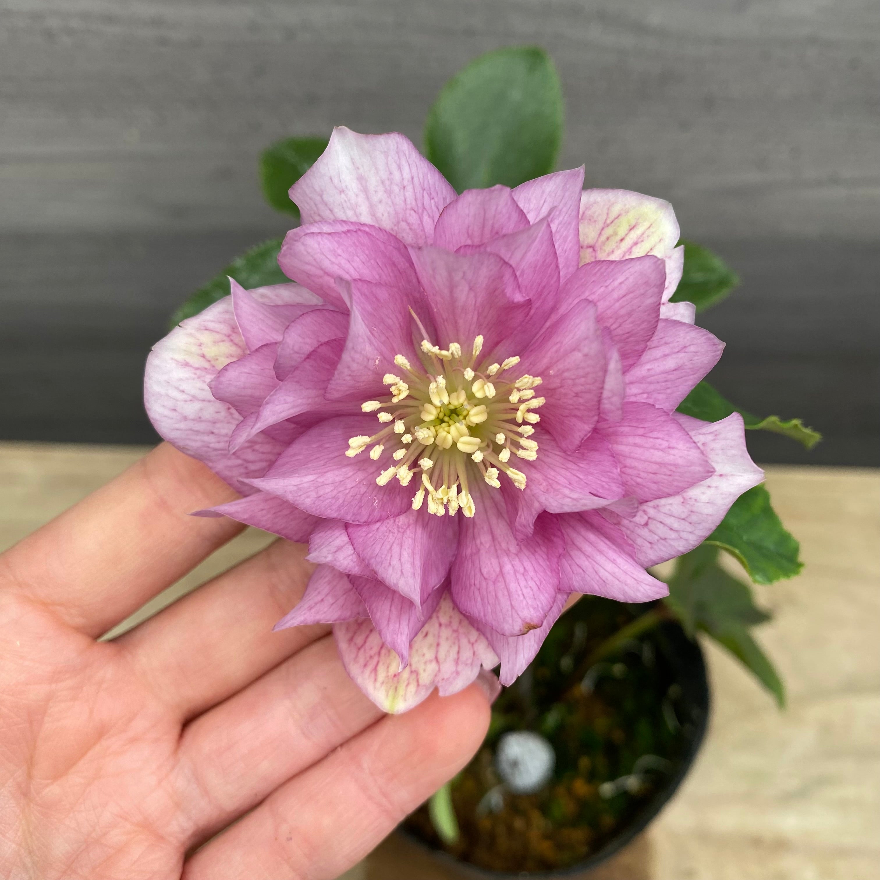 即売会 No.27100 クリスマスローズ ダブル咲き 3.5号苗ポット – 植物家族