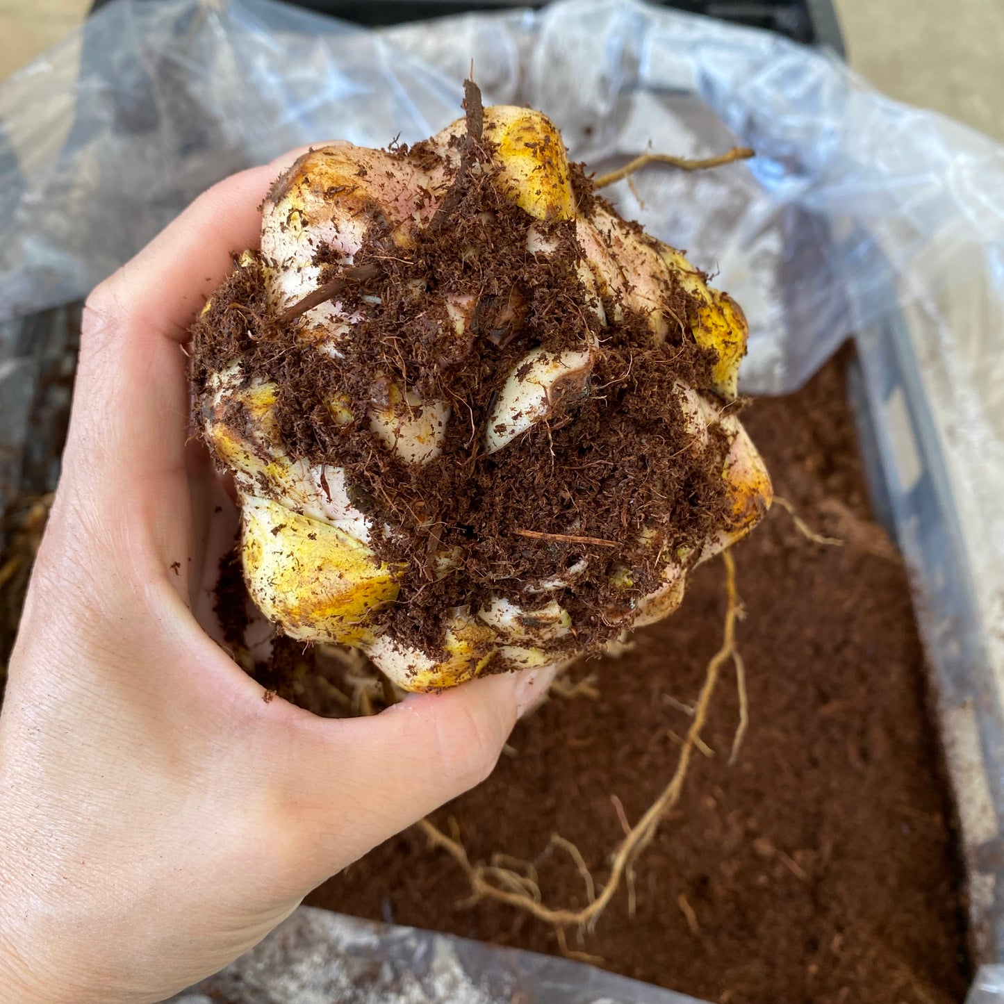 超特大球（北海道産）カサブランカ百合球根　2球セット