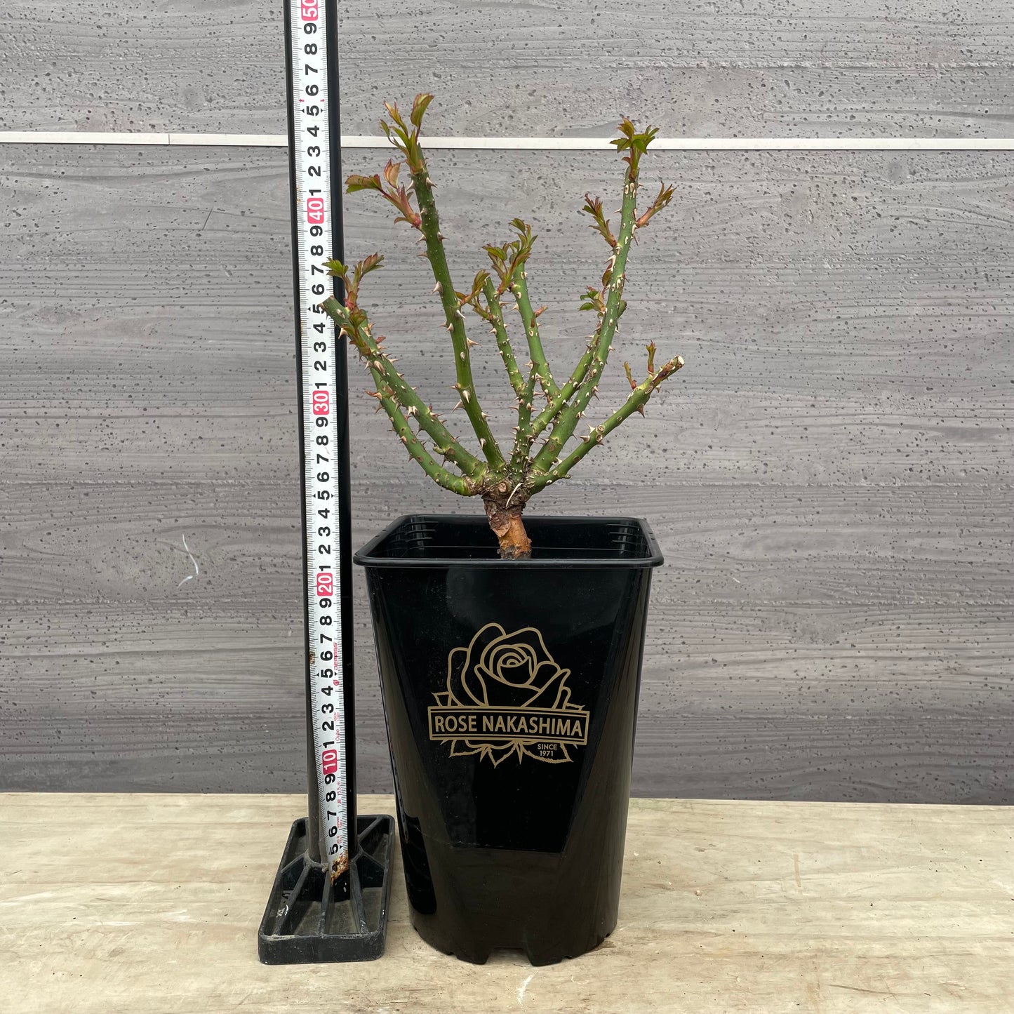 ローズなかしま★フレグランスローズ　クオーレ　5号鉢