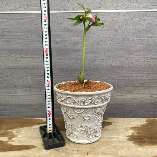 No.12013　クリスマスローズ　ホワイトゴールドプラ鉢