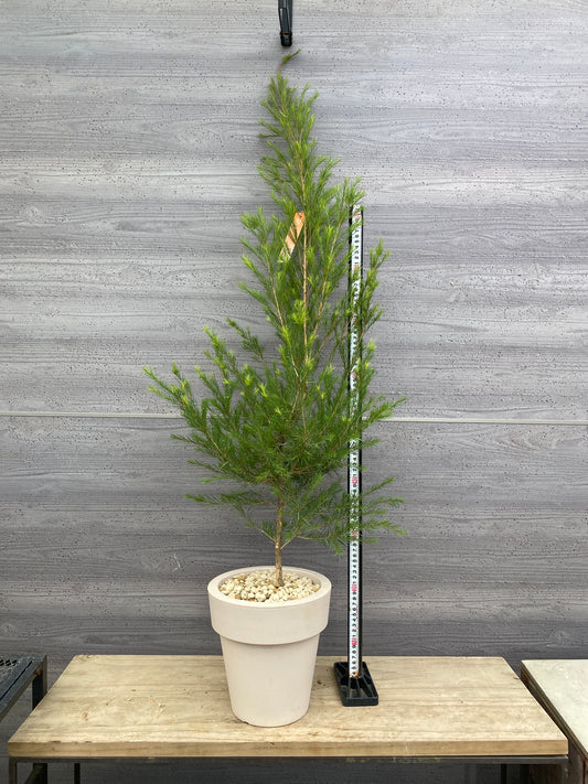 ゆっこ様売約★メディカルティーツリー オリジナルポット