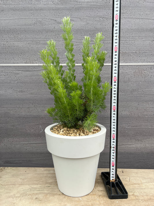 社長植栽★アデナントス　ウーリーブッシュ　7号おすすめ白ポット