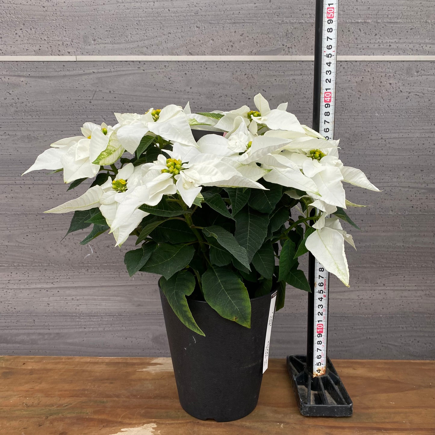 市場仕入れ即売会　No.25005　プリンセチア　色　5号鉢