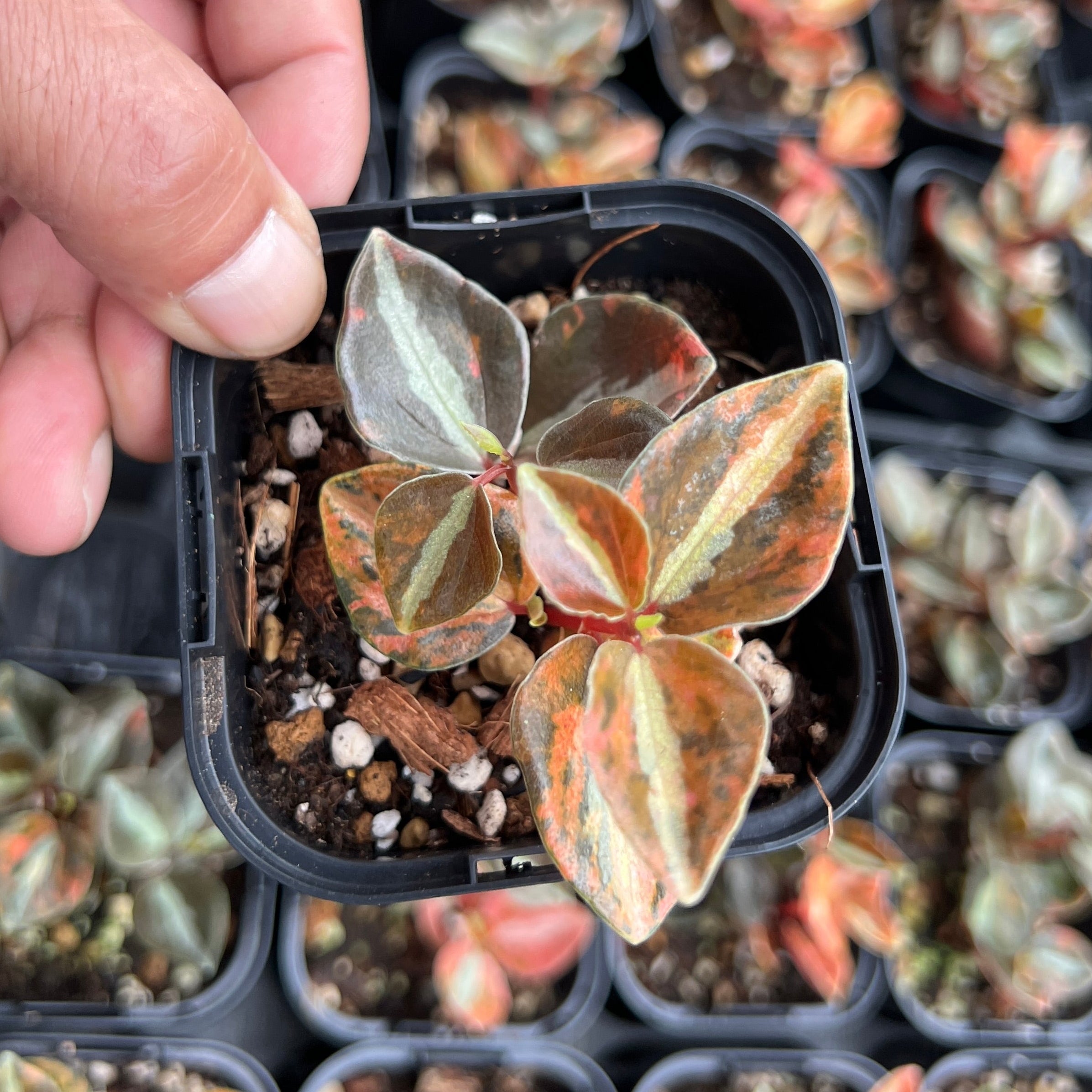 1 ペペロミア　メタリカ　斑入り URBAN JUNGLE特集☆U45 ペペロミア メタリカ斑入り 3号鉢 – 植物家族