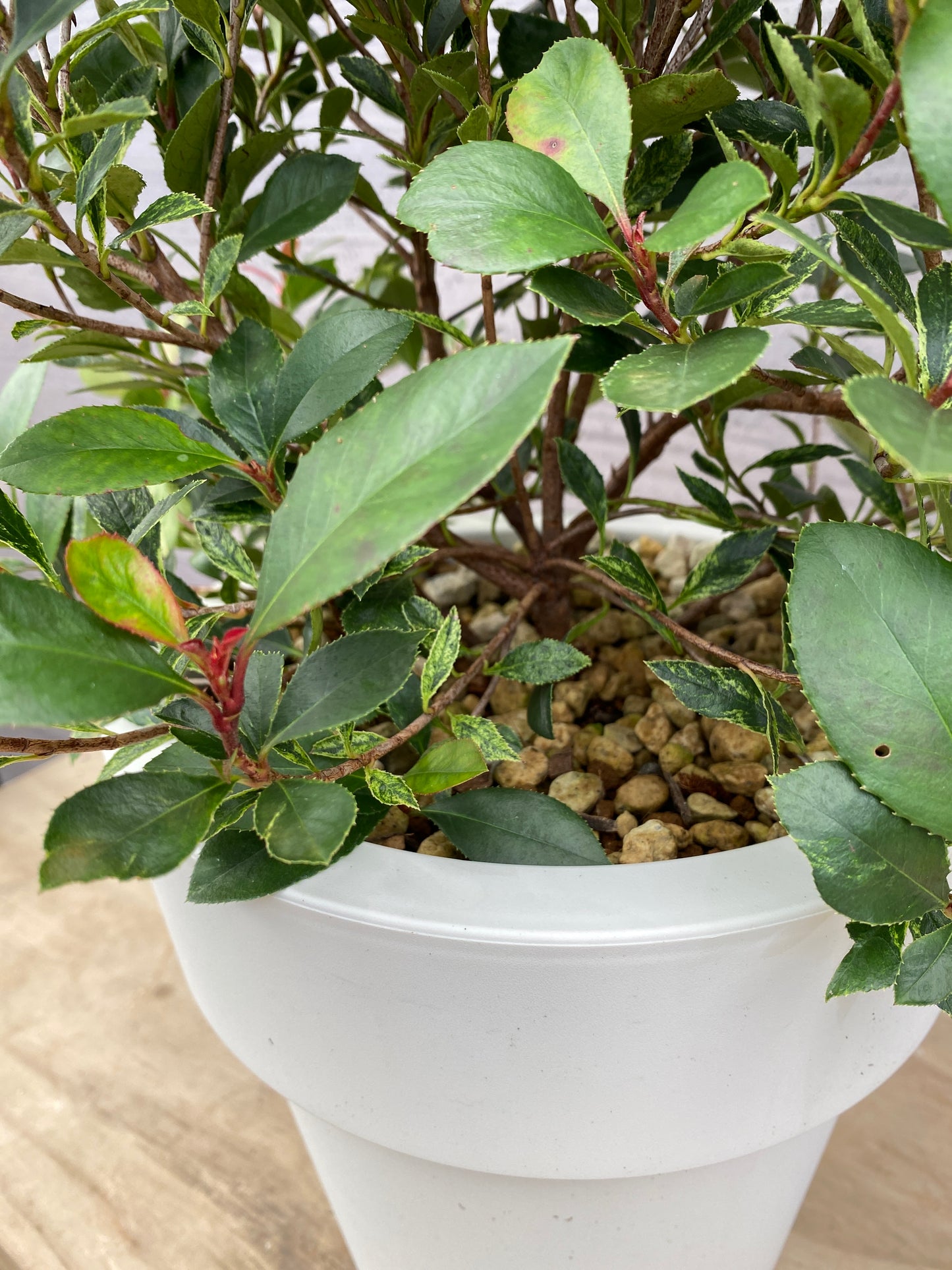 ベニカナメモチ　リトルフェンナ　7号おすすめ白ポット