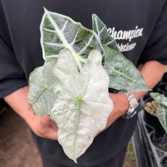 URBAN JUNGLE特集★U20　アロカシア　アマゾニカポリー　斑入り　4号鉢