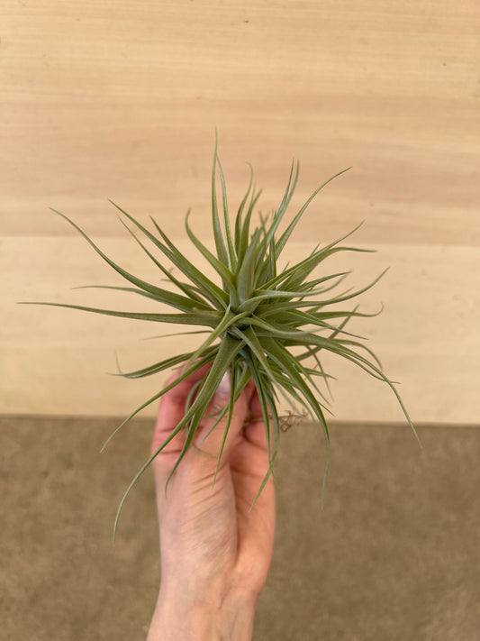 No.17033　ティランジア　ベルゲリー　