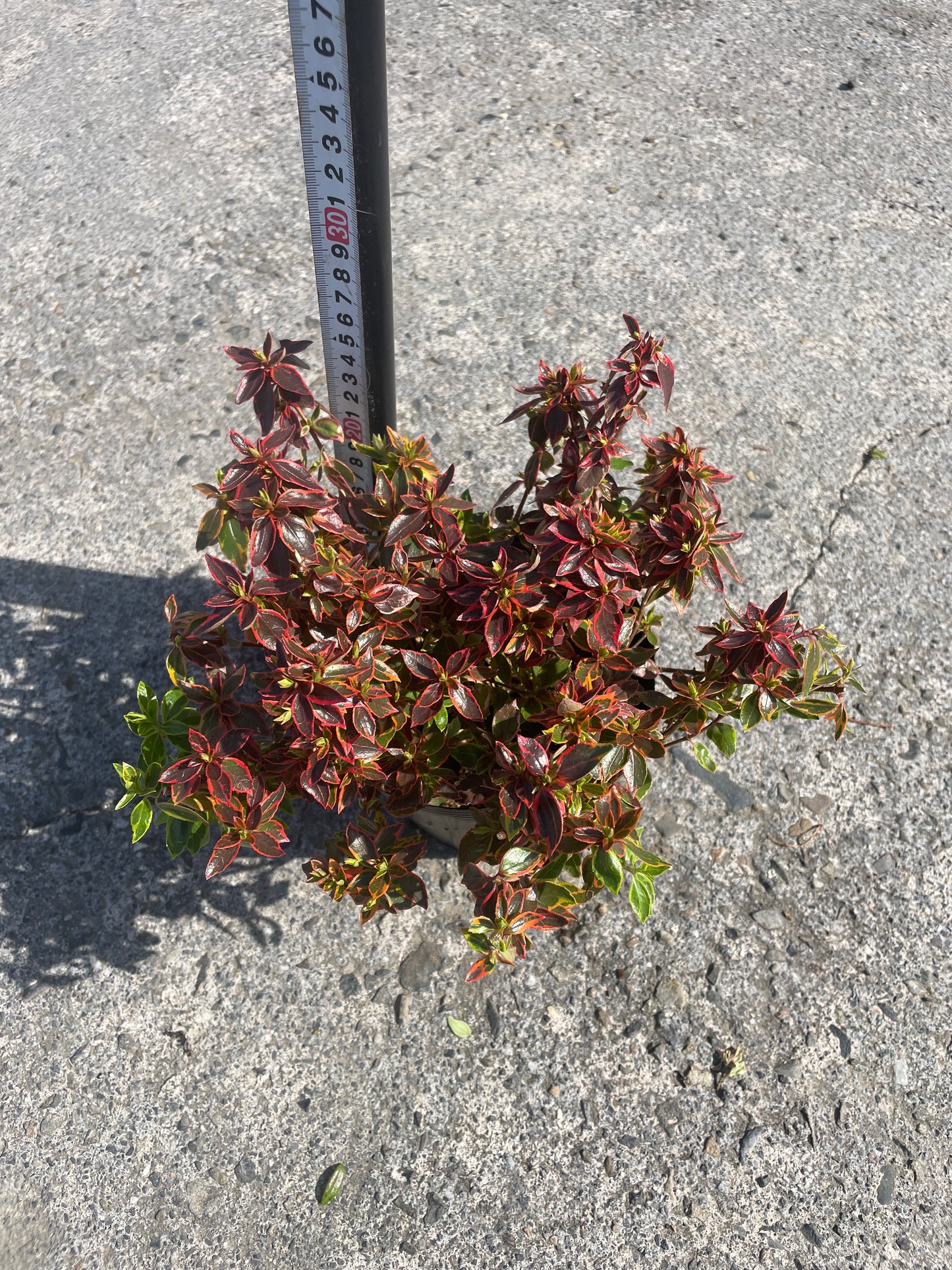 No.06007　岡本緑花　アベリア　サンシャインデイドリーム　5号苗ポット