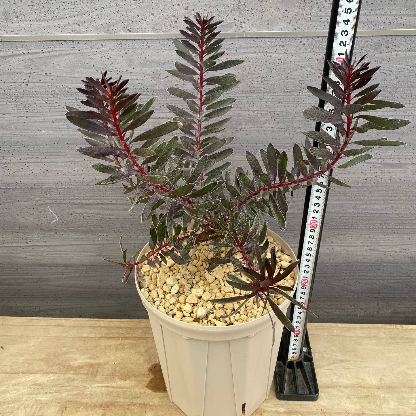 リューカデンドロン　バーガンディーサンセット　７号スリット鉢/オリジナル色