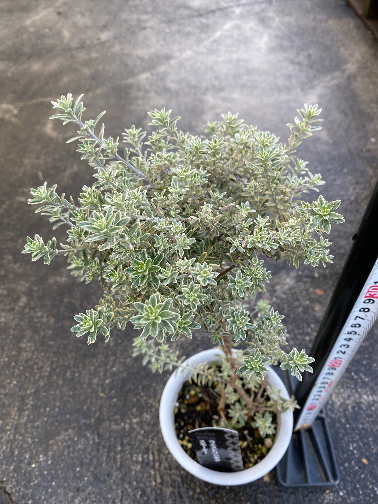 農場創業祭 No.26021　ウエストリンギア　スモーキーホワイト　4号鉢