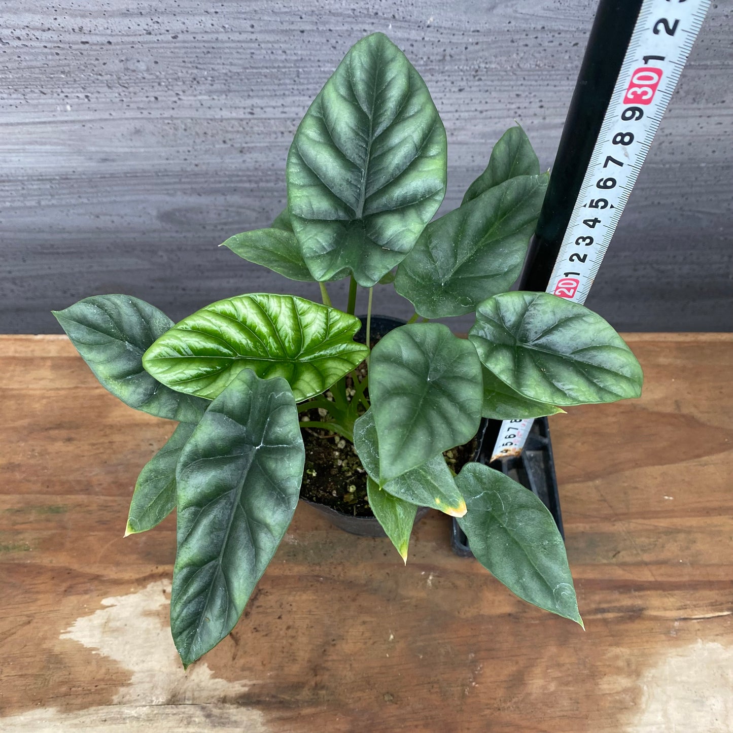 市場仕入れ即売会　No.25042　アロカシアA　4号苗ポット