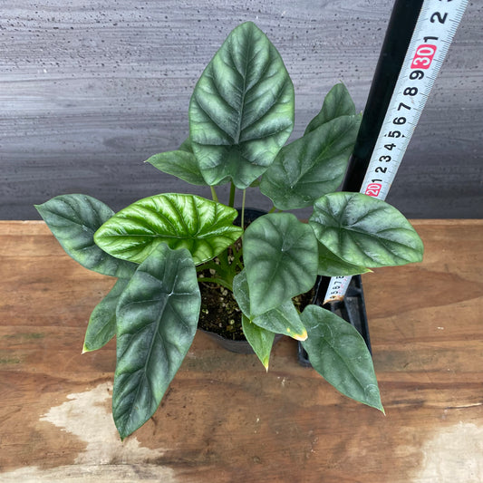 市場仕入れ即売会　No.25042　アロカシアA　4号苗ポット