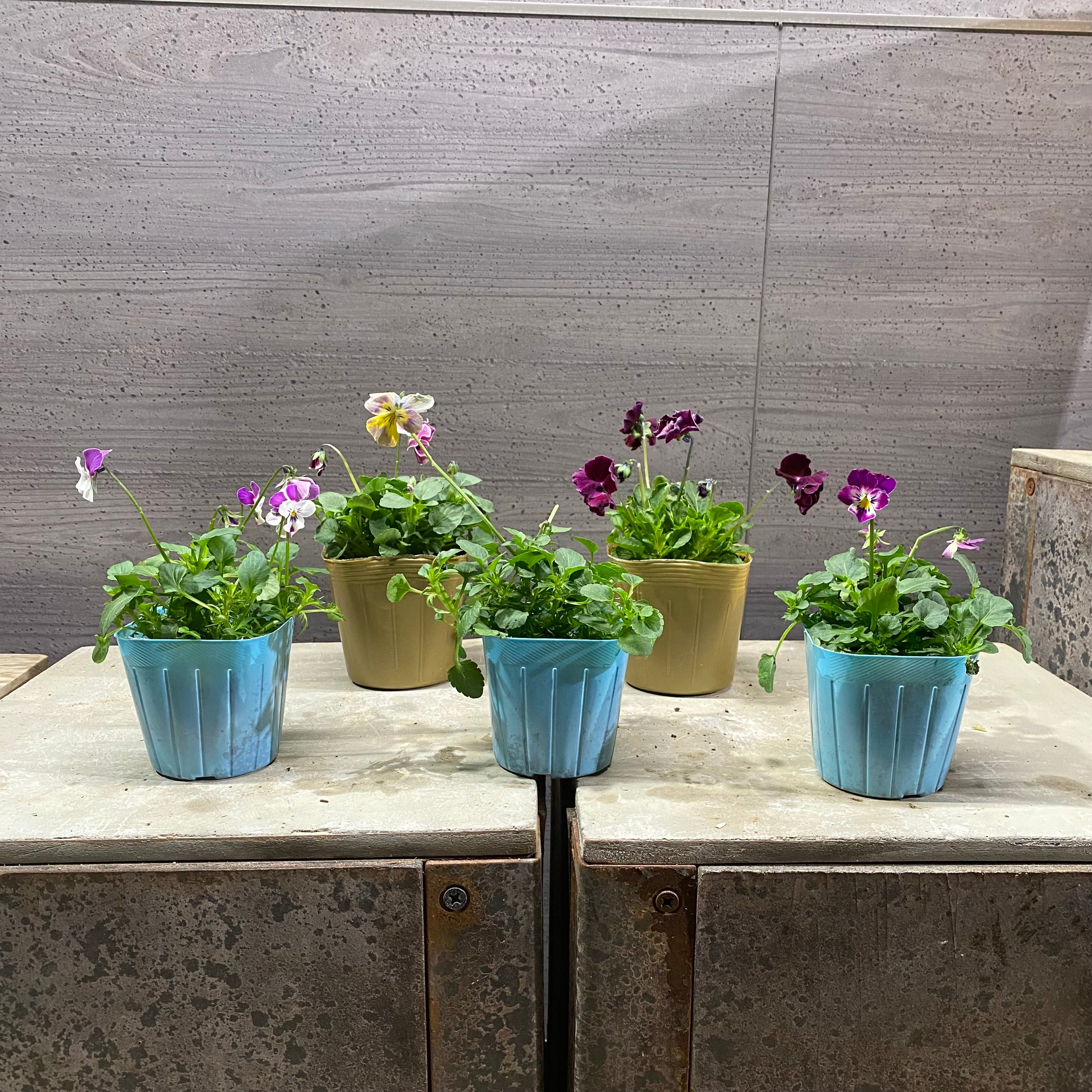 専用　ビオラ等　13ポット ビオラ 5ポットセット S – 植物家族