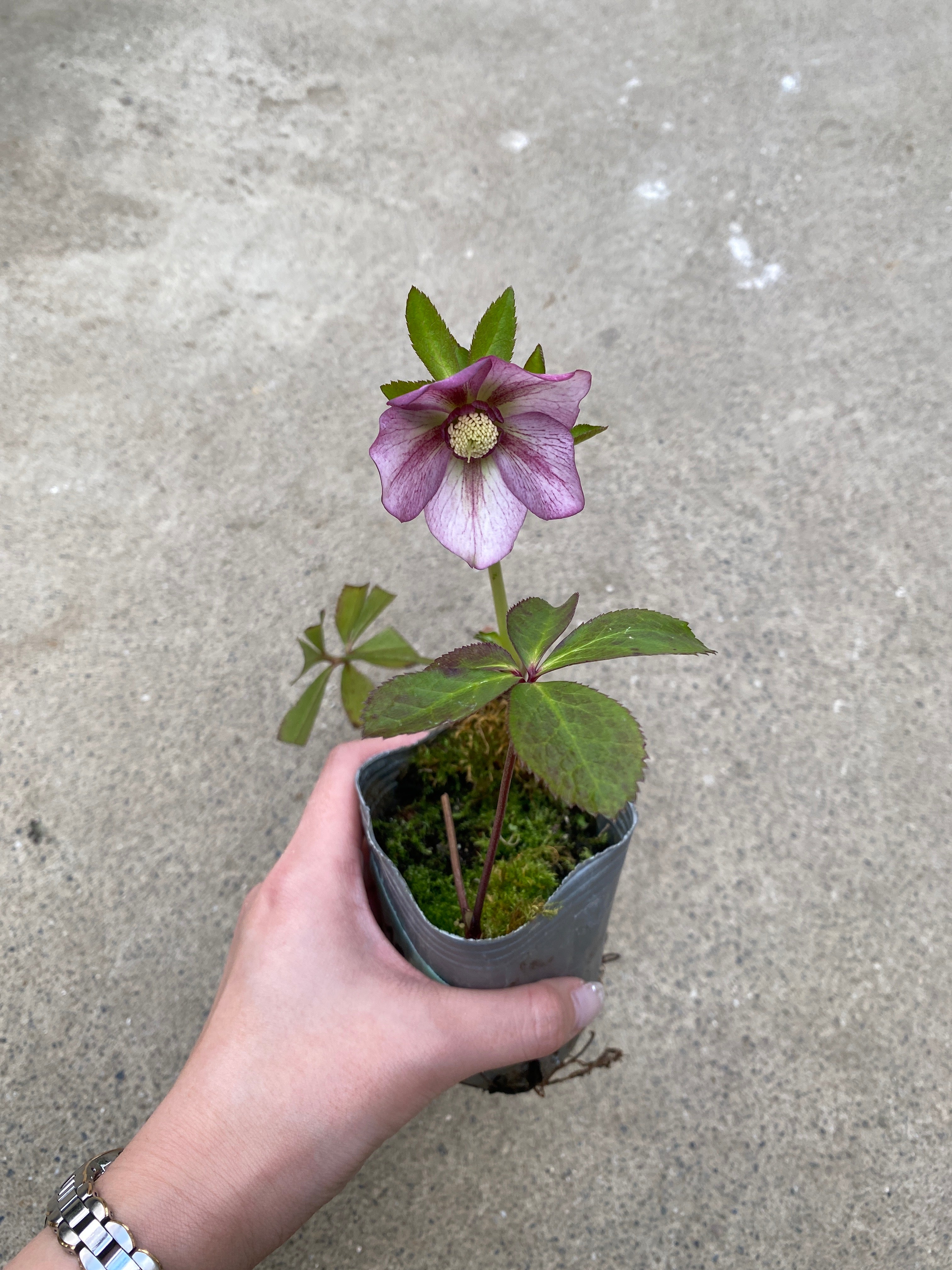 M013 クリスマスローズ シングル 2.5号苗ポット – 植物家族