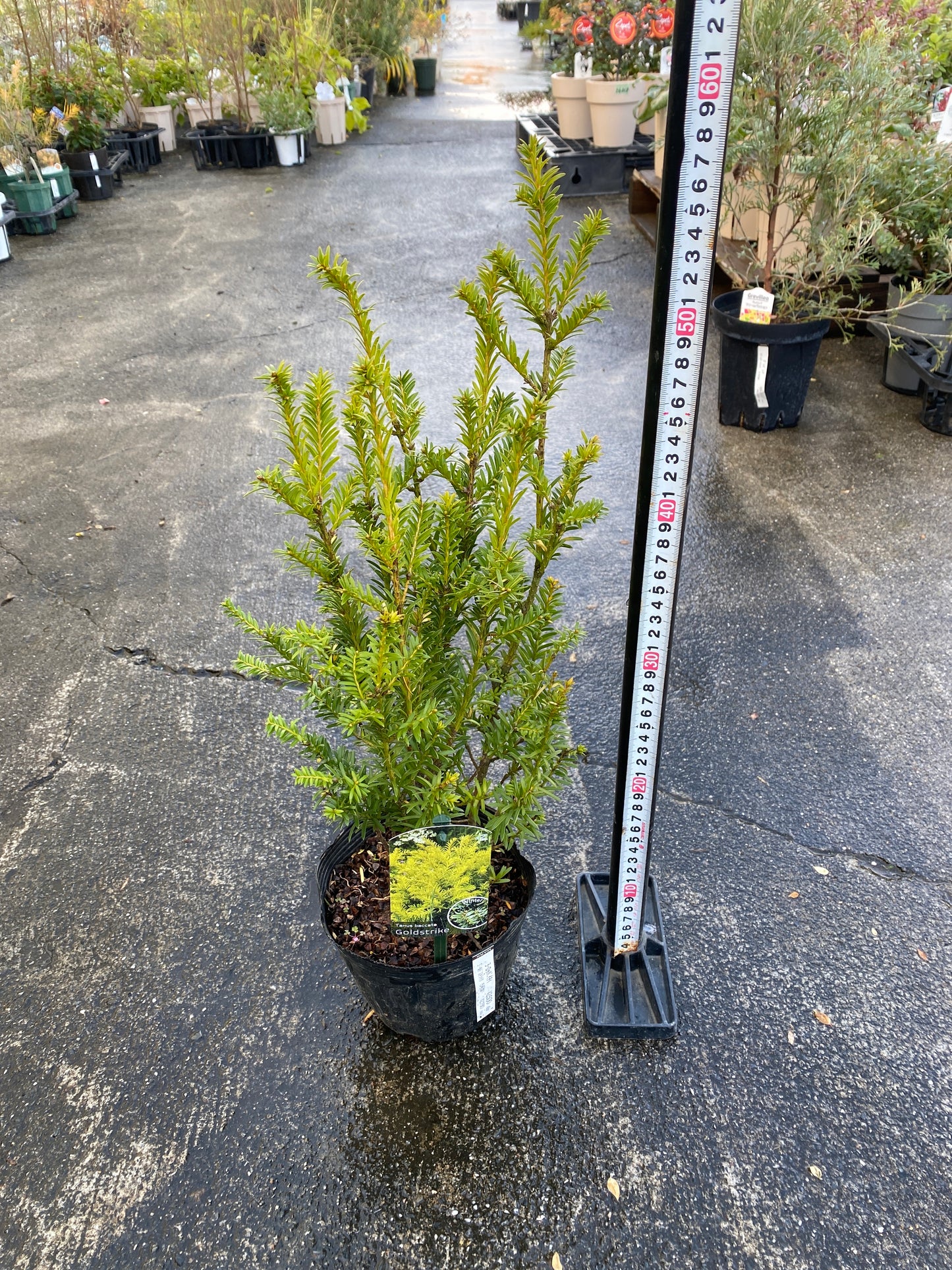 農場創業祭 No.26023　ヨーロッパイチイ　ゴールドストライク　5号苗ポット