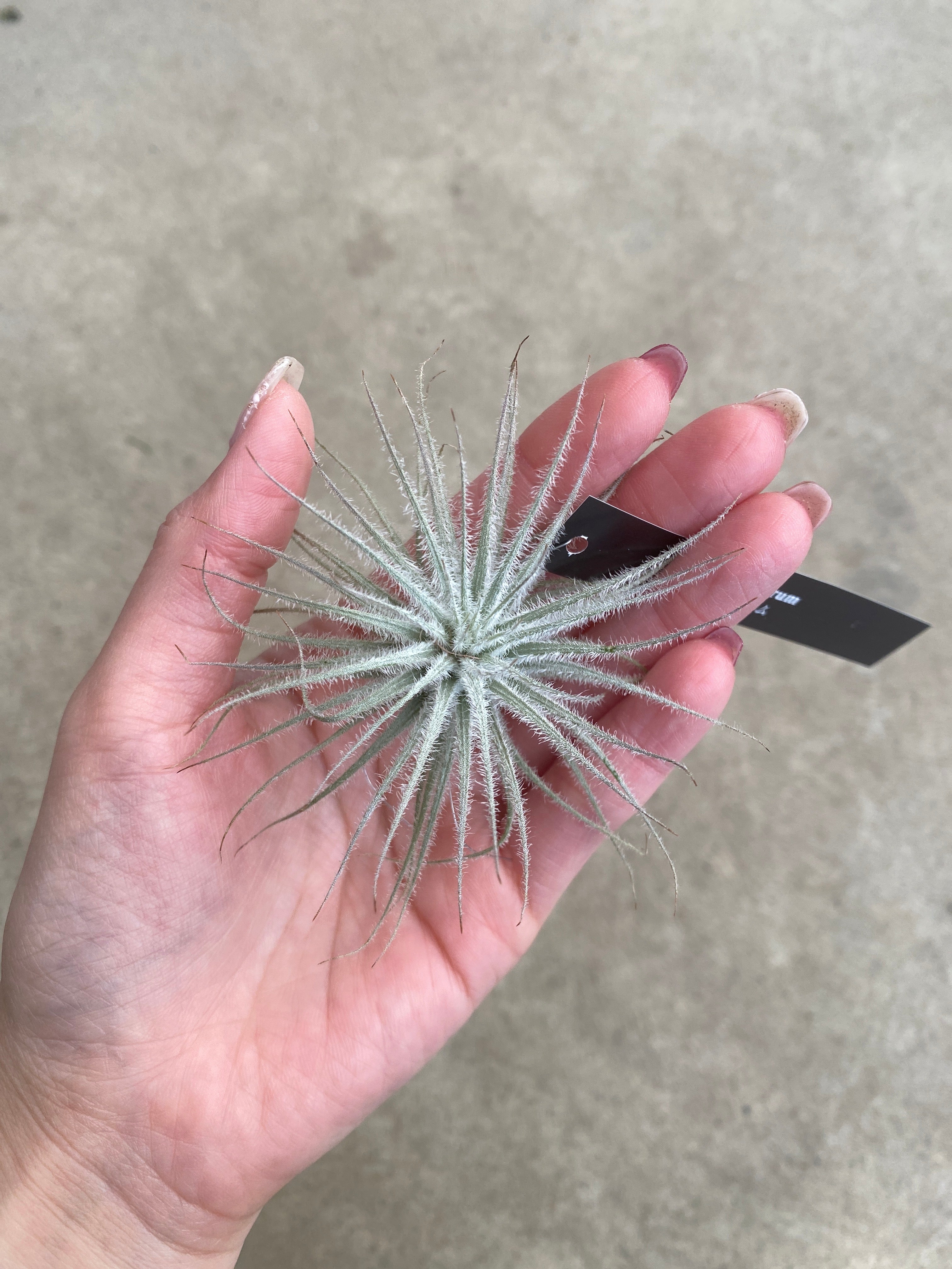 植物 – 植物家族