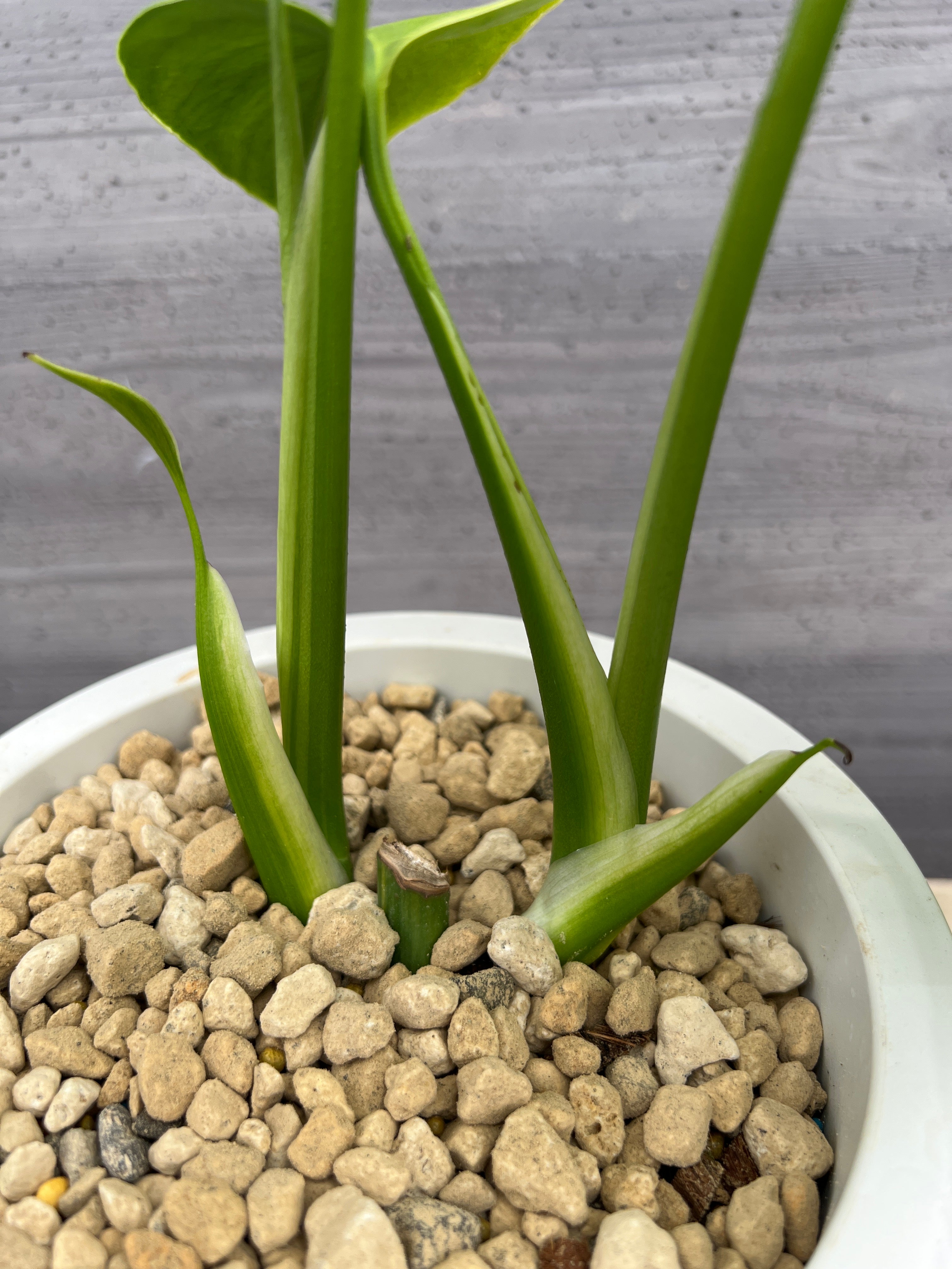 社長植栽☆モンステラ オーレア 6号おすすめ白ポット – 植物家族