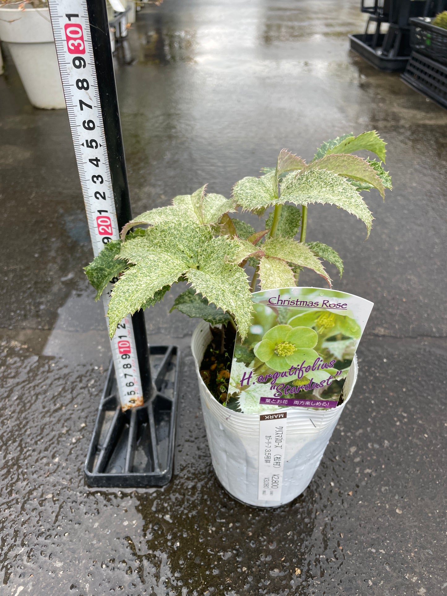 M48　クリスマスローズ　アーグチフォリウス　スターダスト　3.5号苗ポット