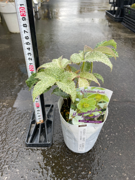 M48　クリスマスローズ　アーグチフォリウス　スターダスト　3.5号苗ポット