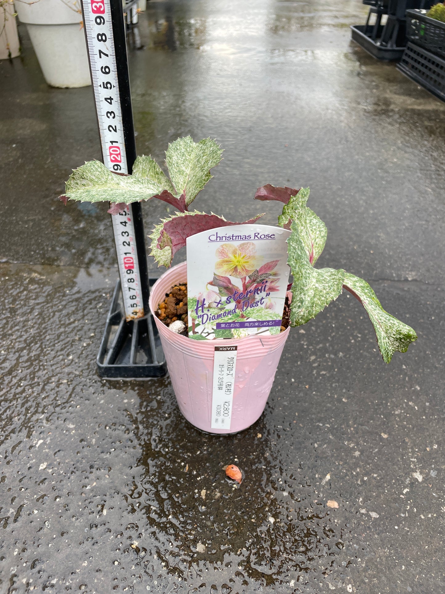 M46　クリスマスローズ　ステルニー　ダイヤモンドダスト　3.5号苗ポット