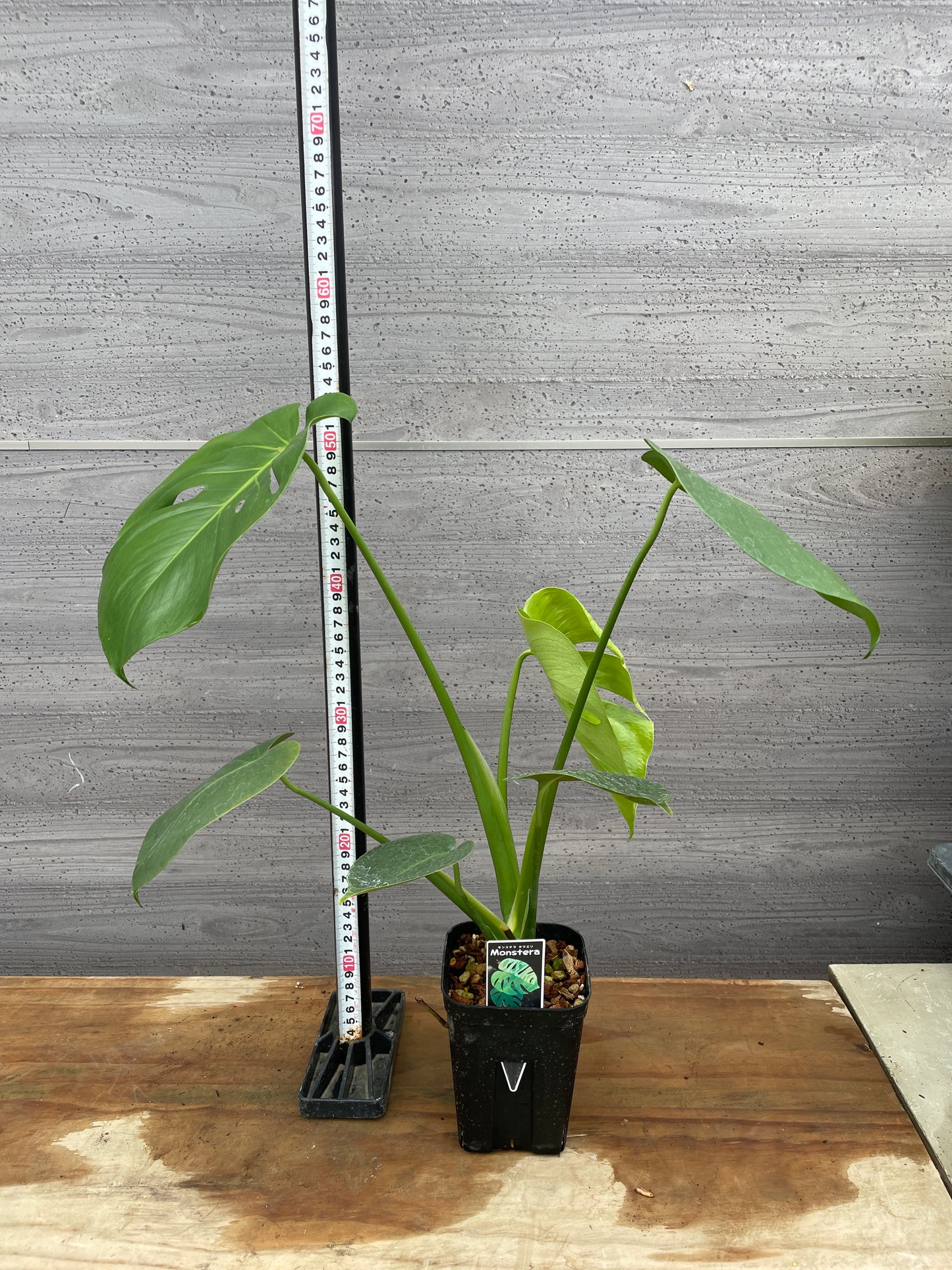 モンステラ　タウリエ　3号鉢